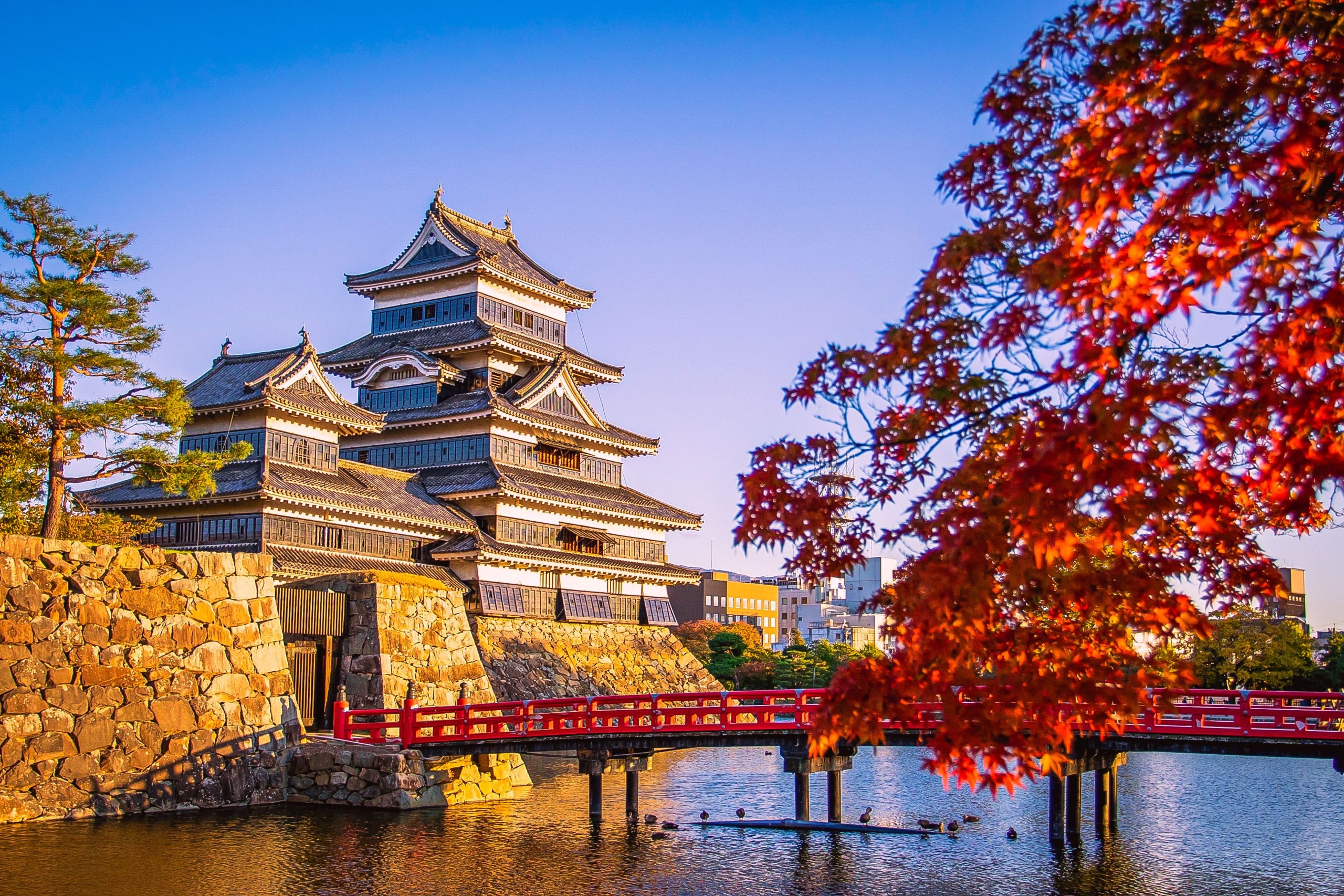 The majestic Matsumoto Castle with its striking black and white exterior standing behind a moat and a vibrant red wooden bridge, framed by autumn red maple leaves in Japan.